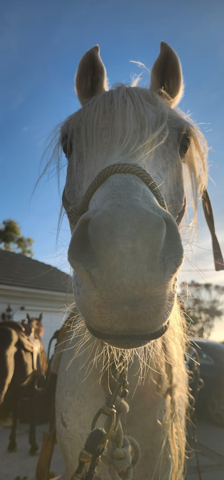 A white horse's face close up, backlit by late afternoon sun