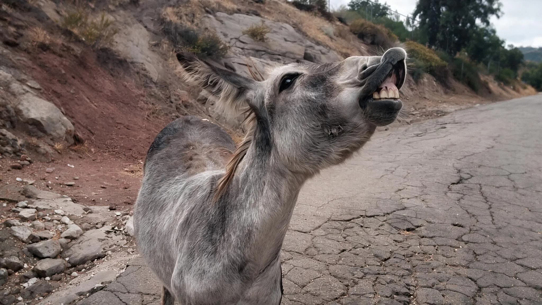 A donkey braying on a hillside path